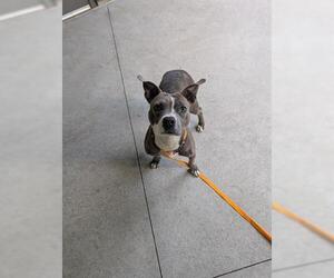 Mutt Dogs for adoption in San Martin, CA, USA