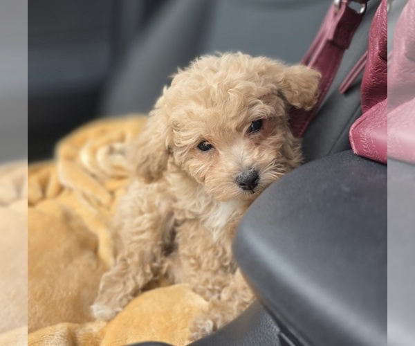 Medium Photo #48 Poodle (Toy) Puppy For Sale in DYERSBURG, TN, USA
