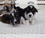 Small Photo #14 Pembroke Welsh Corgi Puppy For Sale in SOULSBYVILLE, CA, USA