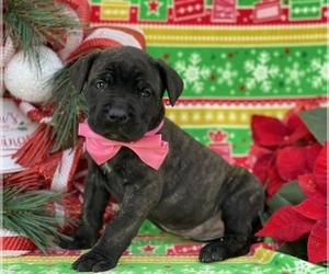 Cane Corso Puppy for sale in LANCASTER, PA, USA