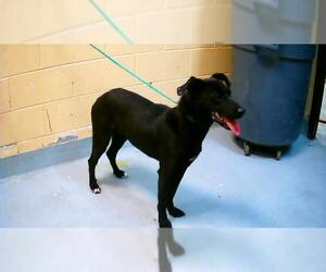 German Shepherd Dog-Unknown Mix Dogs for adoption in Tulsa, OK, USA