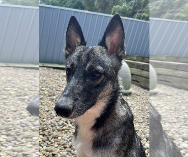 Medium Photo #8 German Shepherd Dog-Unknown Mix Puppy For Sale in Woodsfield, OH, USA