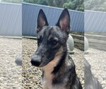 Small #7 German Shepherd Dog Mix