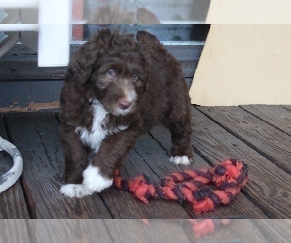 Medium Photo #4 Bordoodle Puppy For Sale in JACKSONVILLE, FL, USA