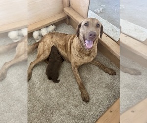 Mother of the Chesapeake Bay Retriever puppies born on 04/29/2025