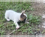 Small Photo #3 French Bulldog Puppy For Sale in SEBRING, FL, USA