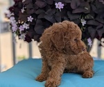 Small Photo #30 Poodle (Toy) Puppy For Sale in GOSHEN, IN, USA