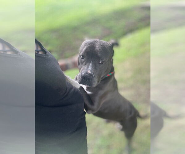 Medium Photo #4 American Pit Bull Terrier-Unknown Mix Puppy For Sale in Virginia Beach, VA, USA
