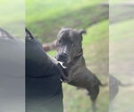 Small #3 American Pit Bull Terrier Mix