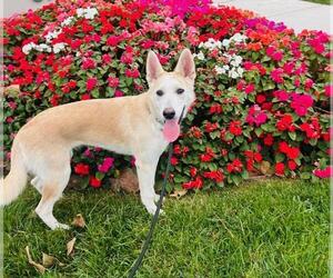 Siberian Husky Dogs for adoption in Santa Maria, CA, USA