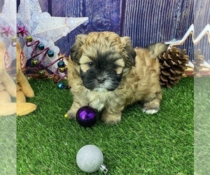 ShihPoo Puppy for sale in CASSVILLE, MO, USA