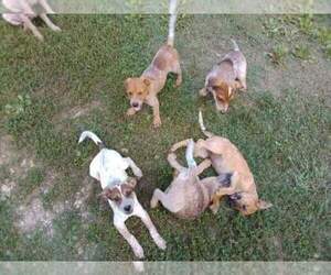 Texas Heeler Puppy for sale in WINSTON SALEM, NC, USA