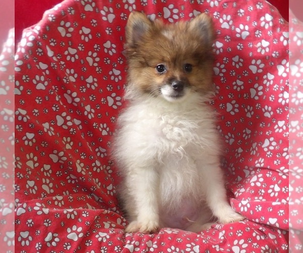 Medium Photo #1 Pomeranian Puppy For Sale in PATERSON, NJ, USA