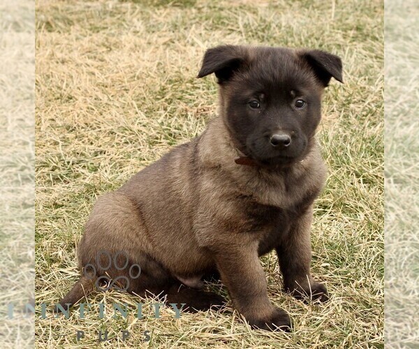 Medium Photo #3 Belgian Malinois Puppy For Sale in STRASBURG, PA, USA
