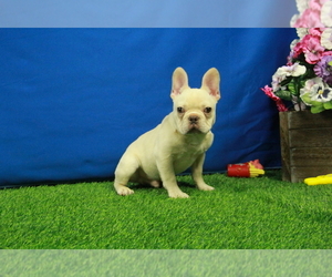 French Bulldog Puppy for Sale in HICKORY, North Carolina USA