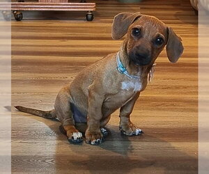 Dachshund-Unknown Mix Dogs for adoption in San Diego, CA, USA