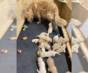 Golden Retriever Puppy for sale in RILEYVILLE, VA, USA