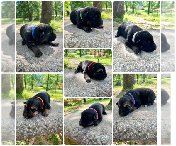 Medium Photo #1 German Shepherd Dog Puppy For Sale in BRANDON, MS, USA
