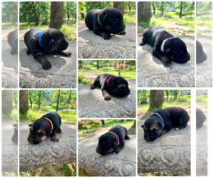 German Shepherd Dog Puppy for sale in BRANDON, MS, USA
