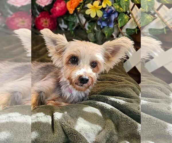 Medium Photo #1 Mutt Puppy For Sale in Bon Carbo, CO, USA