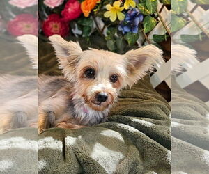 Mutt Dogs for adoption in Bon Carbo, CO, USA