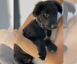 Small #6 Colonial Cocker Spaniel Mix