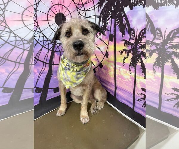 Medium Photo #4 Unknown-Wheaten Terrier Mix Puppy For Sale in Binghamton, NY, USA