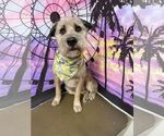 Small #3 Wheaten Terrier Mix
