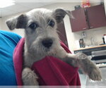 ANNIE - Female Miniature Schnauzer-Unknown Mix Dog for Adoption - Small photo