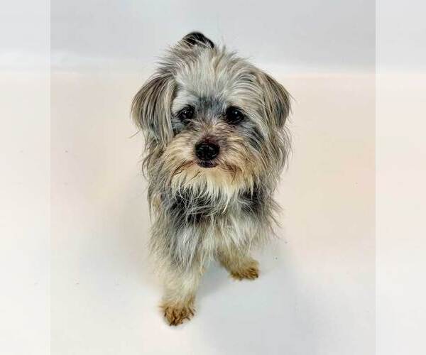 Medium Photo #6 Chihuahua-Unknown Mix Puppy For Sale in Kennesaw, GA, USA