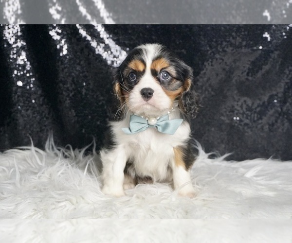 Medium Photo #31 Cavalier King Charles Spaniel Puppy For Sale in WARSAW, IN, USA