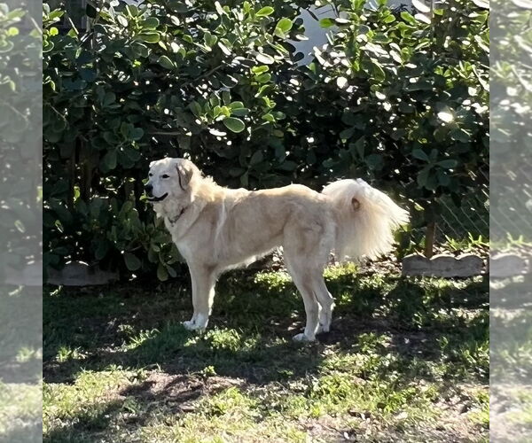 Medium Photo #10 Golden Pyrenees Puppy For Sale in Valrico, FL, USA