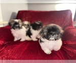 Small #16 Shih Tzu