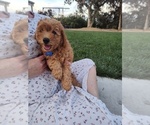 Small #4 Goldendoodle (Miniature)