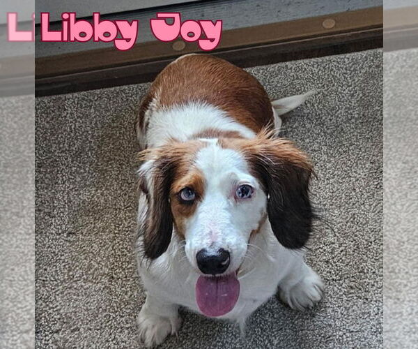 Medium Photo #2 Dachshund Puppy For Sale in San Antonio, TX, USA