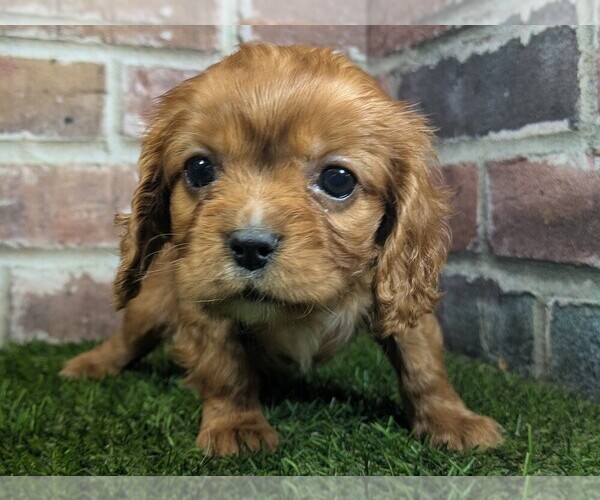 Medium Photo #3 Cavalier King Charles Spaniel Puppy For Sale in MOBERLY, MO, USA