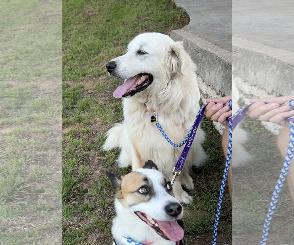 Medium Photo #5 Great Pyrenees Puppy For Sale in Dallas, TX, USA