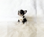 Small #3 Chihuahua