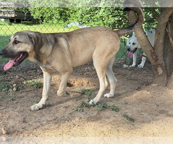 Medium Photo #31 Anatolian Shepherd-Rhodesian Ridgeback Mix Puppy For Sale in Higley, AZ, USA
