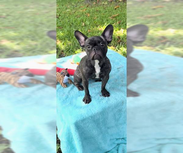 Medium Photo #3 French Bulldog Puppy For Sale in Weston, FL, USA