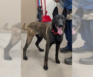 Mutt Dogs for adoption in Forestville, MD, USA