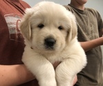 Small Golden Pyrenees