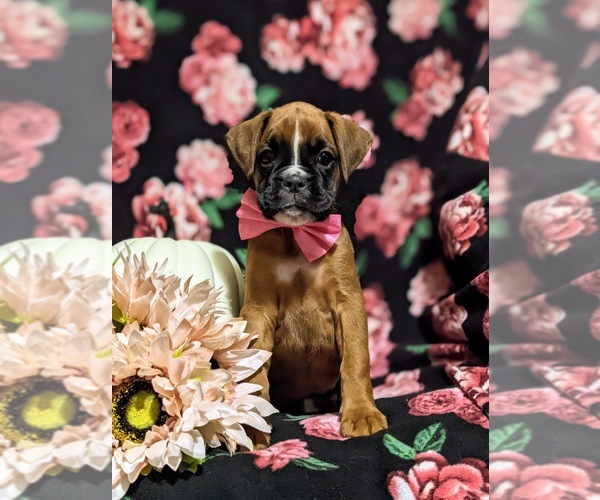 Medium Photo #2 Boxer Puppy For Sale in QUARRYVILLE, PA, USA