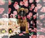 Small Photo #2 Boxer Puppy For Sale in QUARRYVILLE, PA, USA
