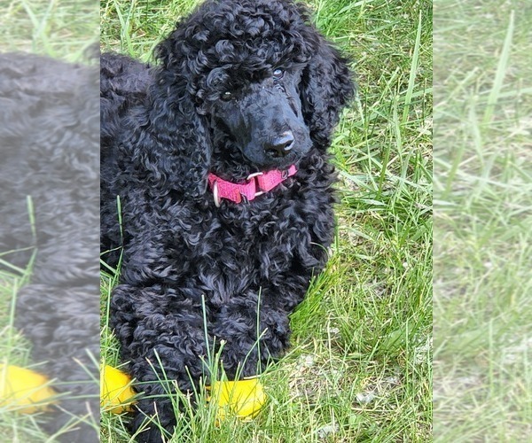 Medium Photo #2 Poodle (Standard) Puppy For Sale in WEBSTER, MN, USA