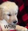 Small Photo #1 Golden Retriever Puppy For Sale in ARLINGTON, WA, USA