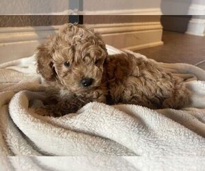 Poodle (Toy) Puppy for sale in KAUFMAN, TX, USA