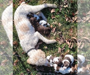 Mother of the Poodle (Standard) puppies born on 10/22/2023