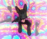 Small Photo #6 German Shepherd Dog Puppy For Sale in LANCASTER, PA, USA