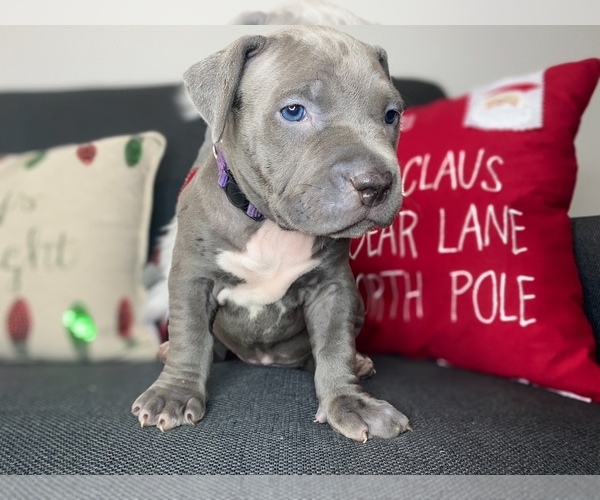 Medium Photo #6 American Pit Bull Terrier Puppy For Sale in PALM BCH GDNS, FL, USA
